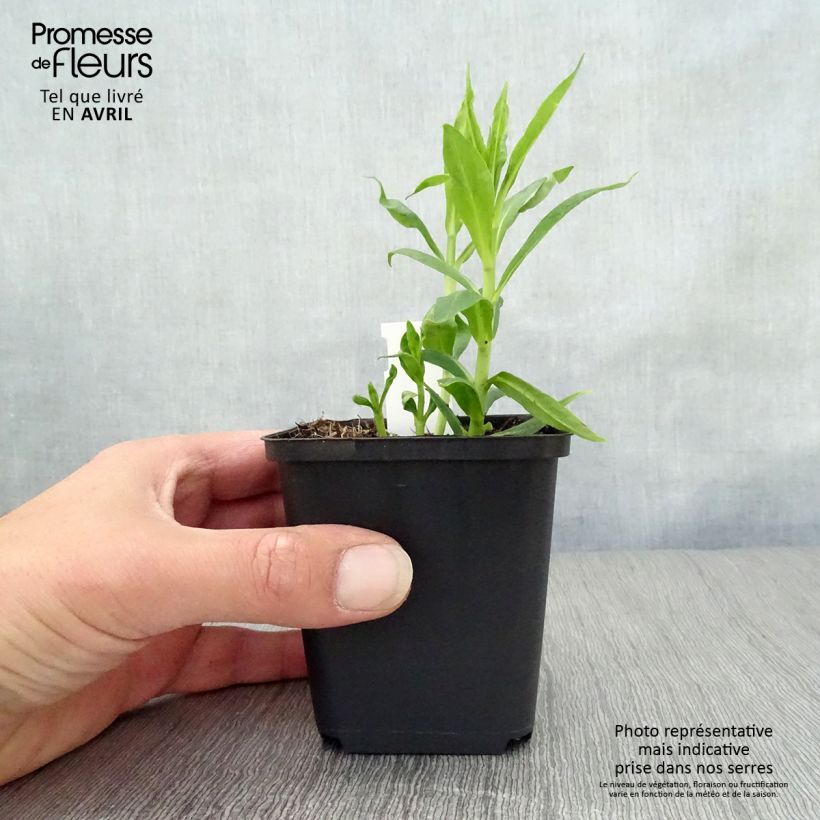 Example of Hohe Flammenblume David - Phlox paniculata Kleine Töpfe von 8/9 cm as you get in printemps