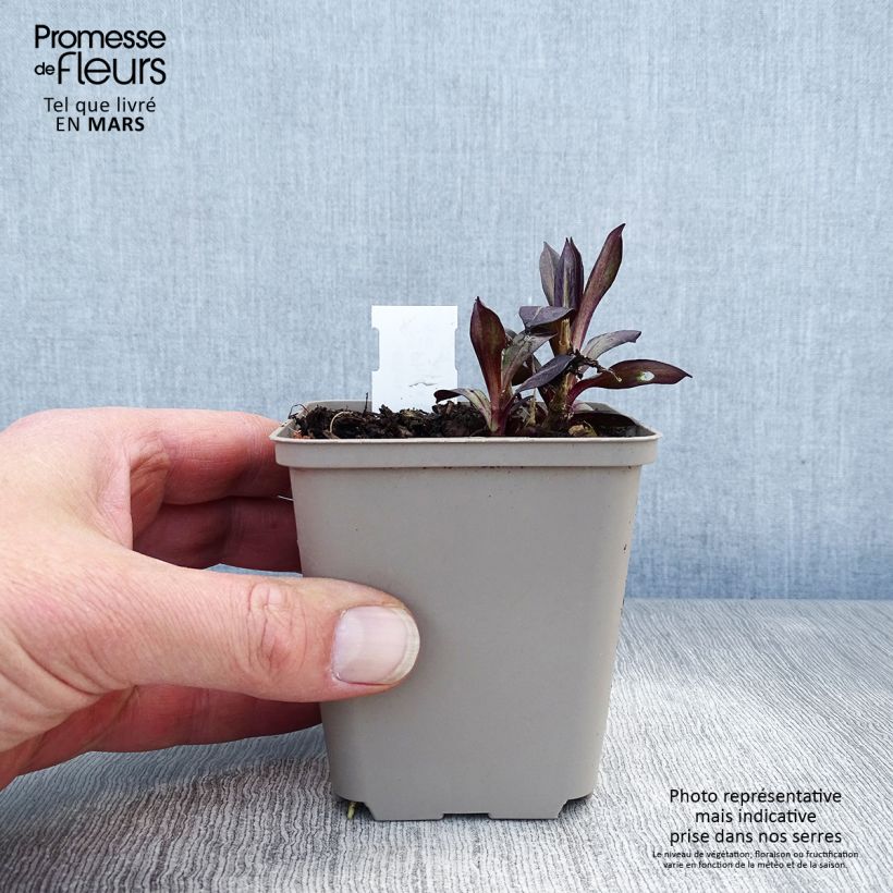 Example of Hohe Flammenblume Eva Cullum - Phlox paniculata Kleine Töpfe von 8/9 cm as you get in printemps