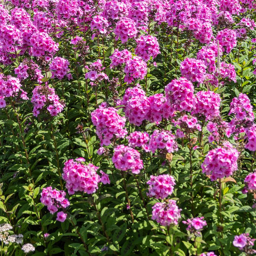 Hohe Flammenblume Eva Cullum - Phlox paniculata (Plant habit)