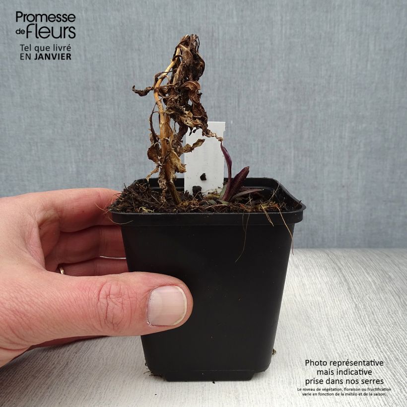 Exemplar von Hohe Flammenblume Flame Marine - Phlox paniculata Kleine Töpfe von 8/9 cm wie im Winter geliefert