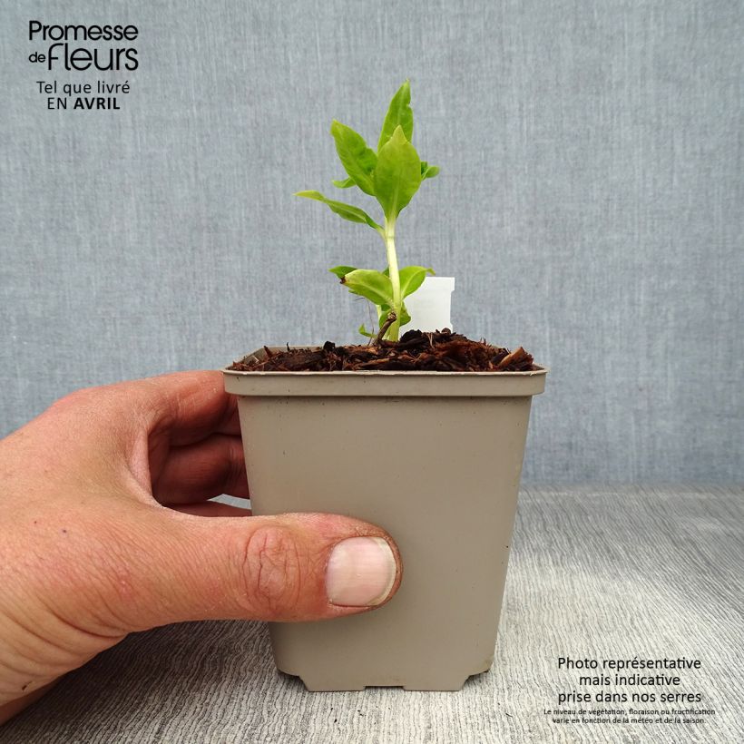 Example of Hohe Flammenblume Flame White Imp. - Phlox paniculata Kleine Töpfe von 8/9 cm as you get in printemps