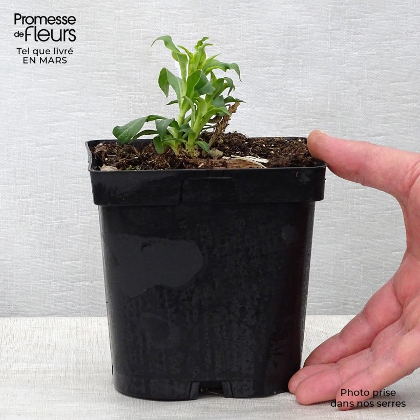 Example of Hohe Flammenblume Fujiyama - Phlox paniculata Topf mit 2L/3L as you get in printemps