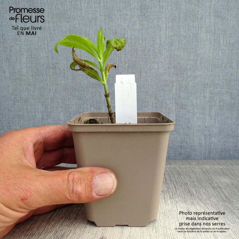 Example of Hohe Flammenblume Goldmine - Phlox paniculata Kleine Töpfe von 8/9 cm as you get in printemps