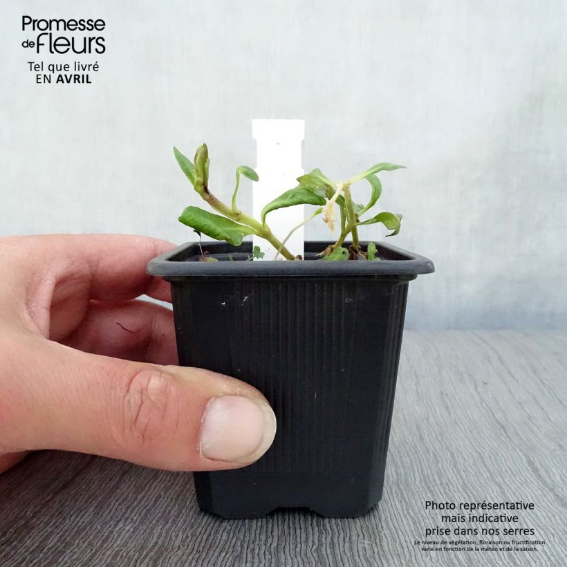 Exemplar von Hohe Flammenblume Graf Zeppelin - Phlox paniculata Kleine Töpfe von 8/9 cm wie im Frühjahr geliefert