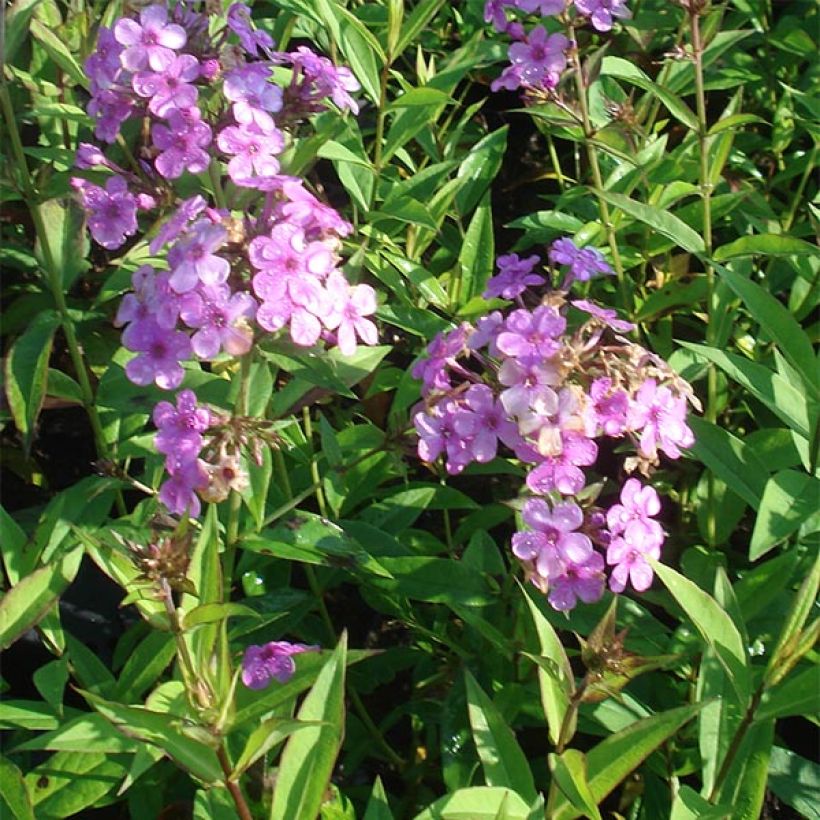 Hohe Flammenblume Hesperis - Phlox paniculata (Wuchs)