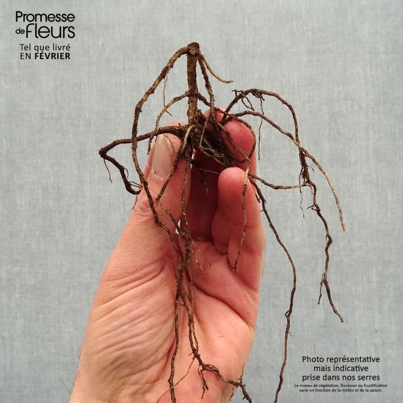 Exemplar von Hohe Flammenblume Jade - Phlox paniculata Wurzelnackt wie im Winter geliefert