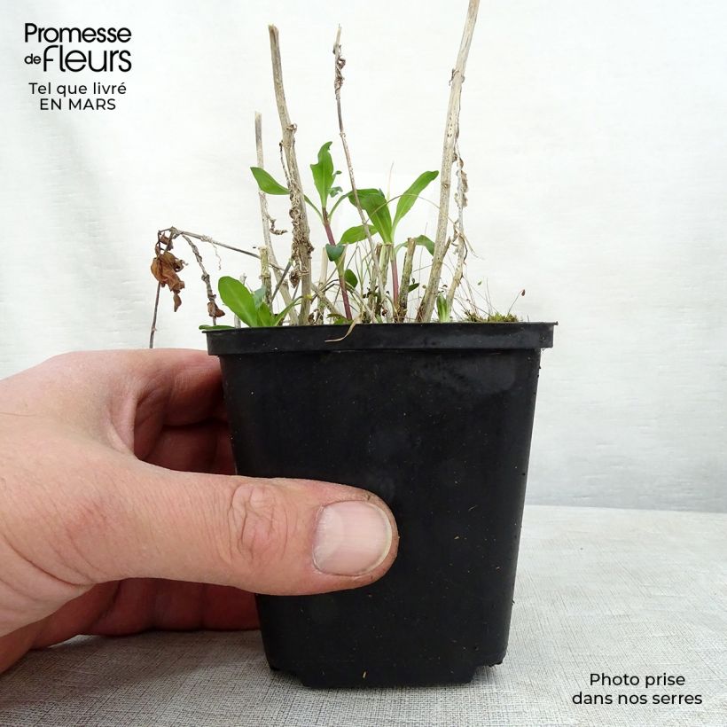 Exemplar von Hohe Flammenblume Judy - Phlox paniculata Kleine Töpfe von 8/9 cm wie im Frühjahr geliefert