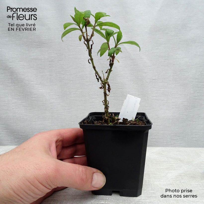 Exemplar von Hohe Flammenblume Lichtspel - Phlox paniculata Kleine Töpfe von 8/9 cm wie im Winter geliefert