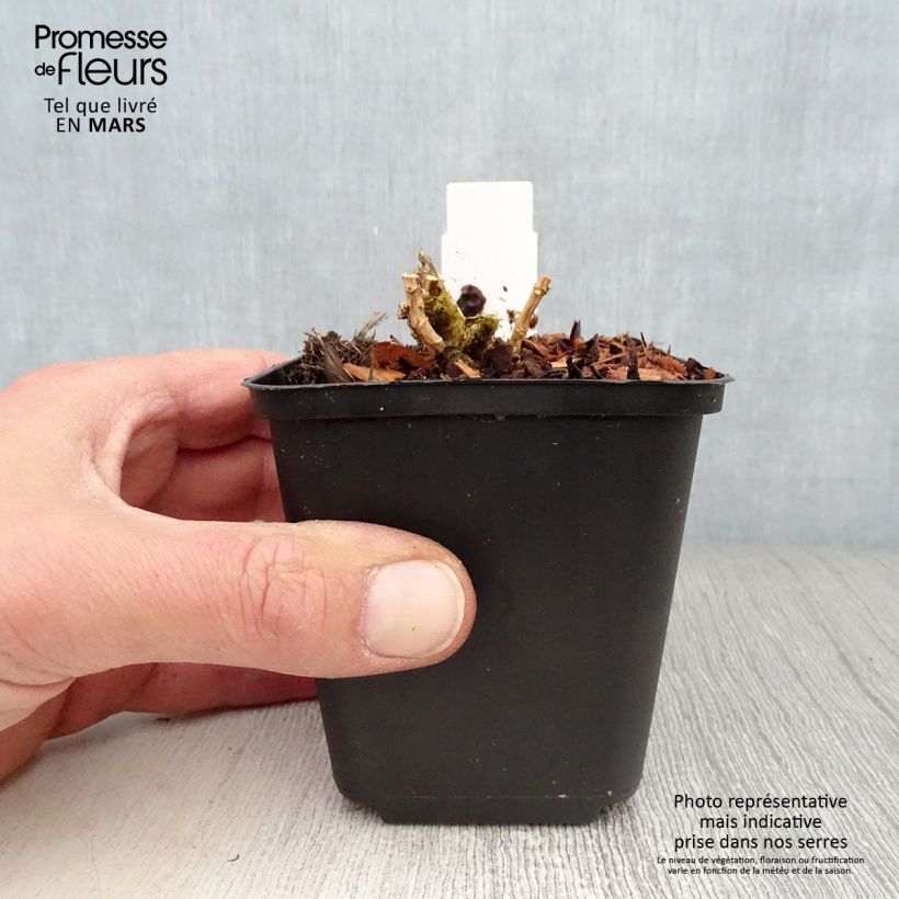 Example of Hohe Flammenblume Lilac Times - Phlox paniculata Kleine Töpfe von 8/9 cm as you get in printemps