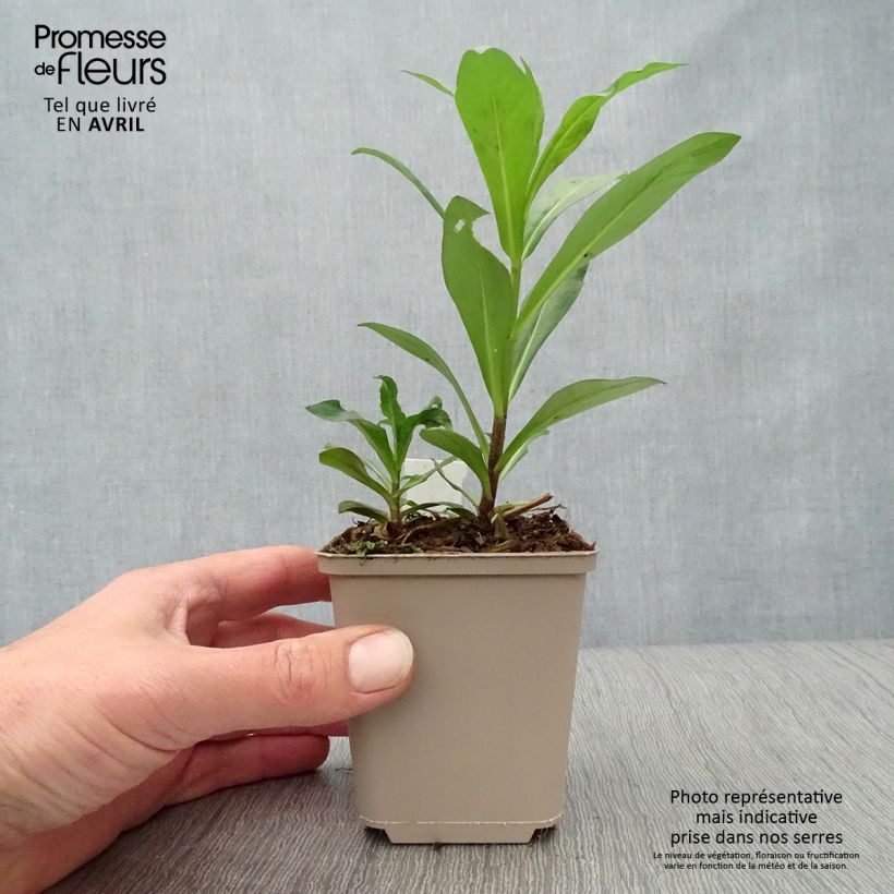 Exemplar von Hohe Flammenblume Monica Lynden Bell - Phlox paniculata Kleine Töpfe von 8/9 cm wie im Frühjahr geliefert