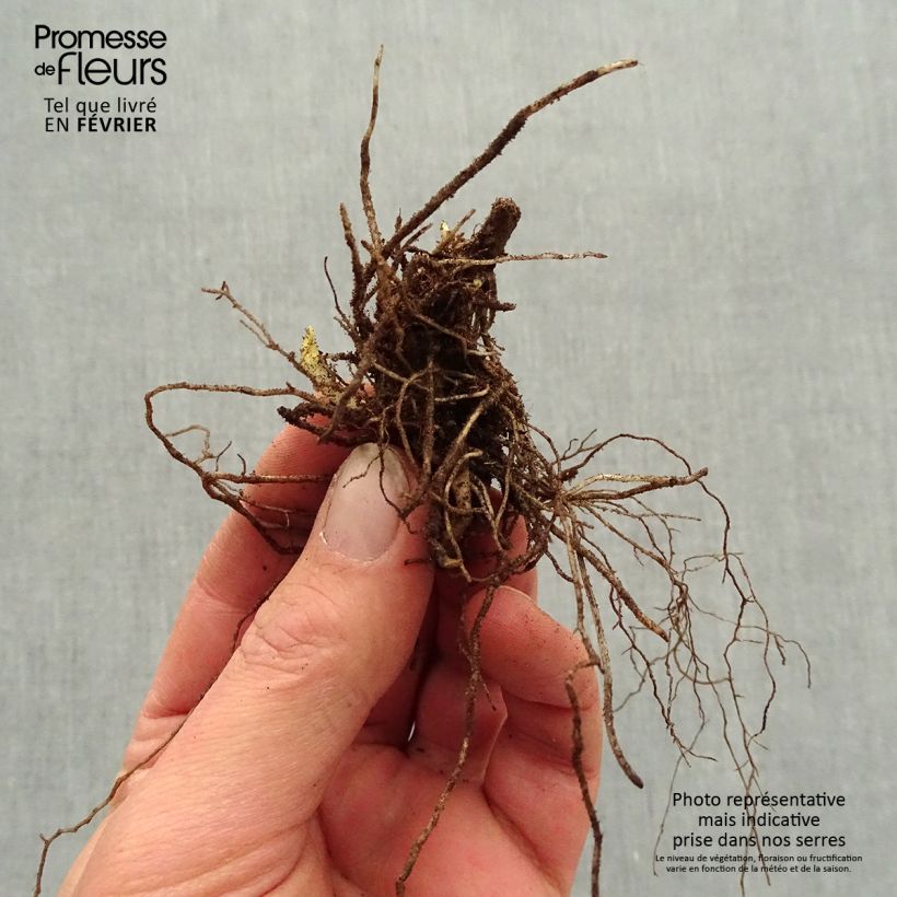 Exemplar von Hohe Flammenblume Mystic Green - Phlox paniculata Wurzelnackt wie im Winter geliefert