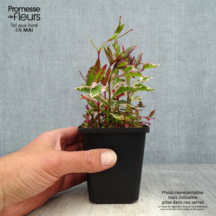 Example of Hohe Flammenblume Olympus - Phlox paniculata Kleine Töpfe von 8/9 cm as you get in printemps