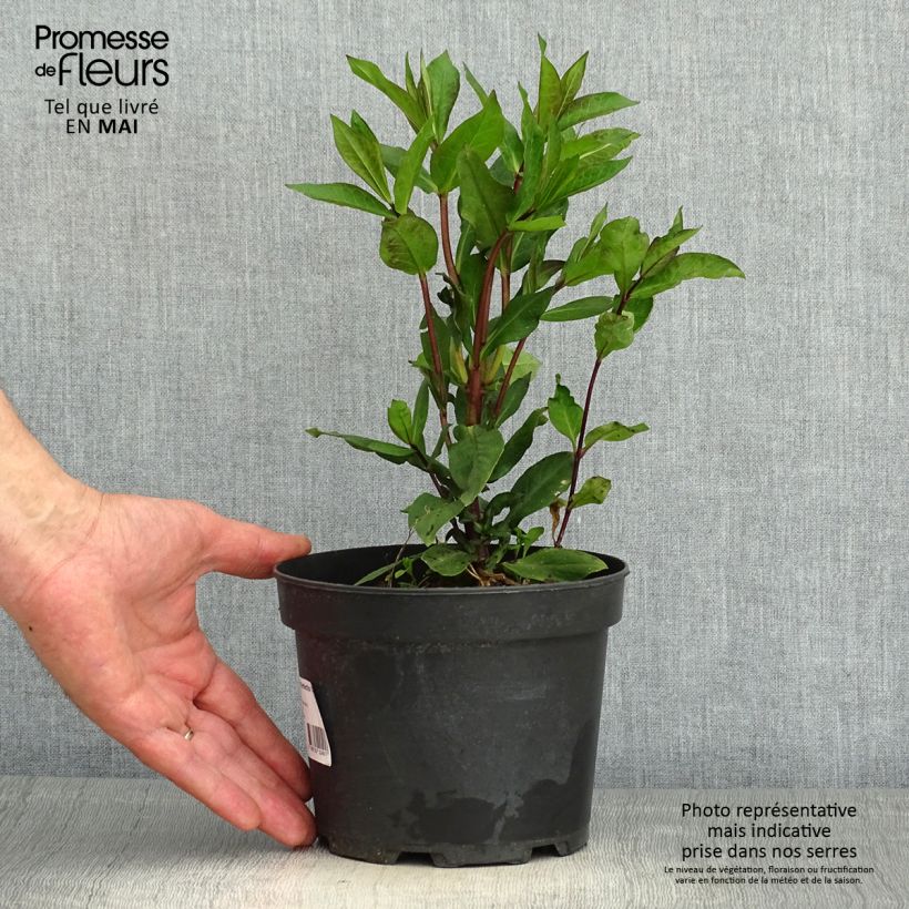 Exemplar von Hohe Flammenblume Orange Perfection - Phlox paniculata Topf mit 2L/3L wie im Frühjahr geliefert