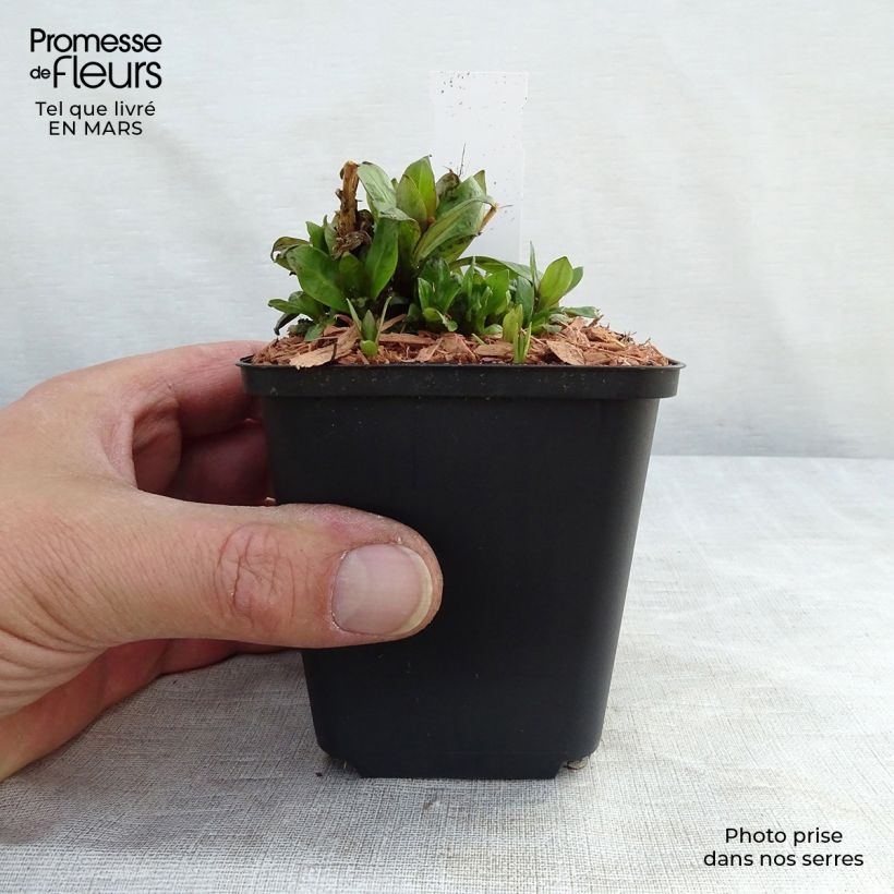 Exemplar von Hohe Flammenblume Purple Eye Flame - Phlox paniculata Kleine Töpfe von 8/9 cm wie im Frühjahr geliefert