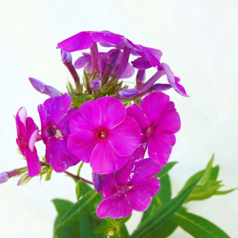 Hohe Flammenblume Purple Flame - Phlox paniculata (Flowering)