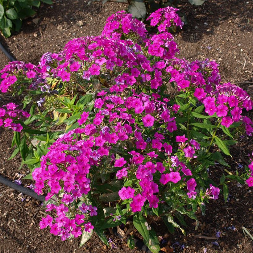 Hohe Flammenblume Purple Flame - Phlox paniculata (Plant habit)