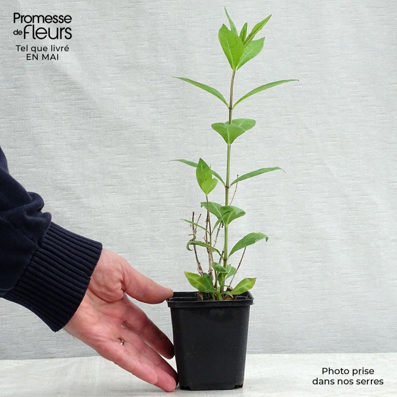 Example of Hohe Flammenblume Rosa Pastel - Phlox paniculata Kleine Töpfe von 8/9 cm as you get in printemps