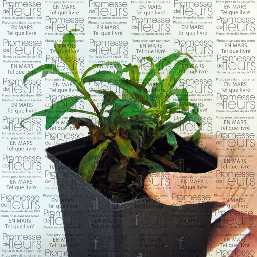 Beispiel eines Exemplars von Hohe Flammenblume Sherbet Blend - Phlox paniculata Topf 10 cm/11cm wie geliefert