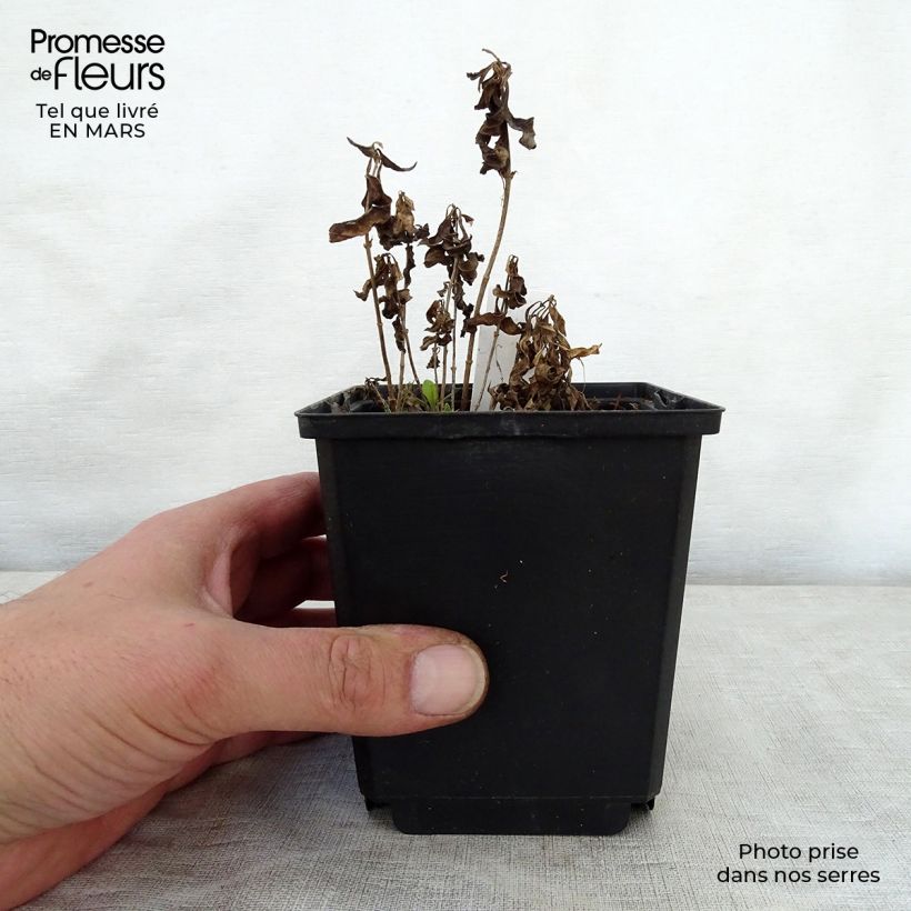 Exemplar von Hohe Flammenblume Sherbet Cocktail - Phlox paniculata Topf 10 cm/11cm wie im Frühjahr geliefert