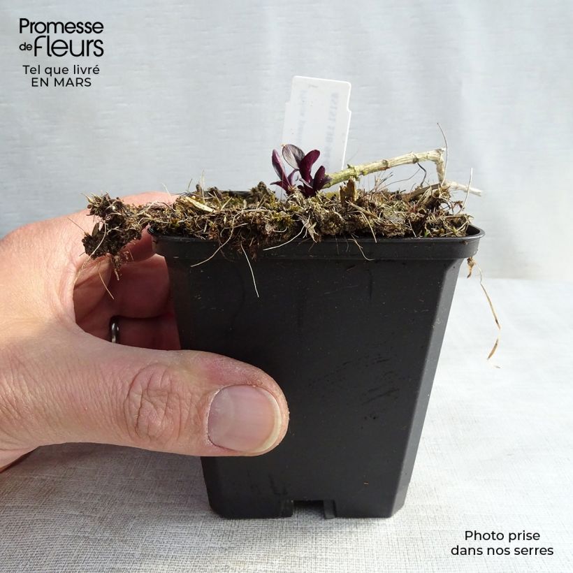 Example of Hohe Flammenblume Starfire - Phlox paniculata Kleine Töpfe von 8/9 cm as you get in printemps