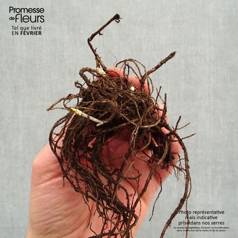 Exemplar von Hohe Flammenblume Stars and Stripes - Phlox paniculata Wurzelnackt wie im Winter geliefert