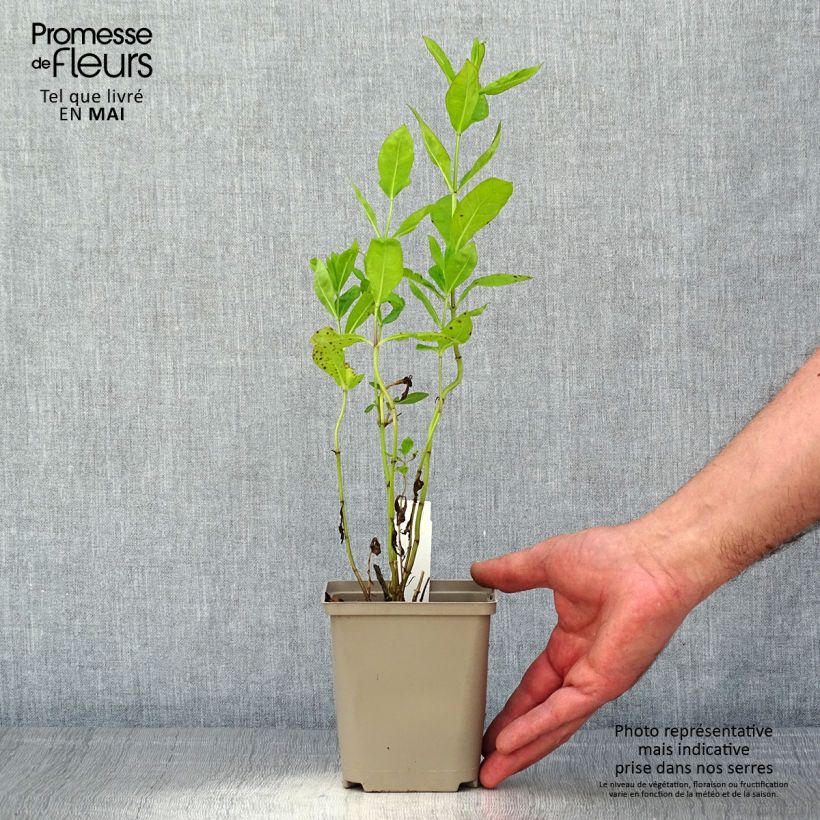 Example of Hohe Flammenblume Tequila Sunrise - Phlox paniculata Kleine Töpfe von 8/9 cm as you get in printemps