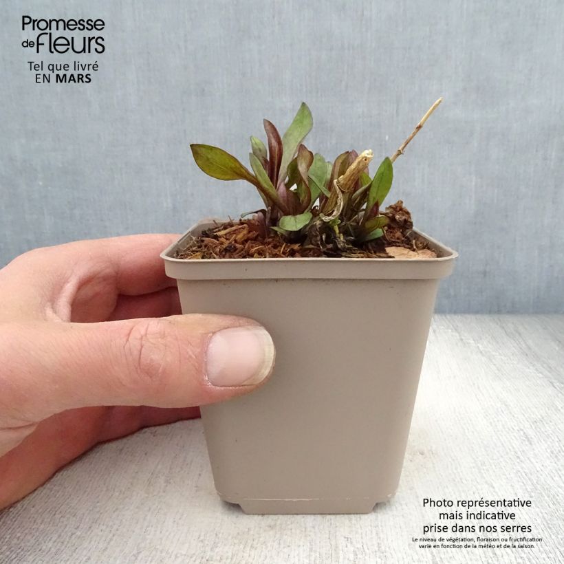 Example of Hohe Flammenblume The King - Phlox paniculata Kleine Töpfe von 8/9 cm as you get in printemps