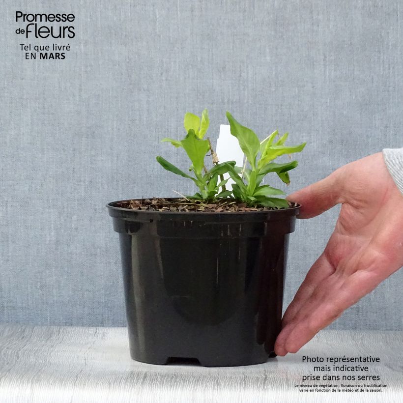 Exemplar von Hohe Flammenblume Tiara - Phlox paniculata Topf mit 2L/3L wie im Frühjahr geliefert