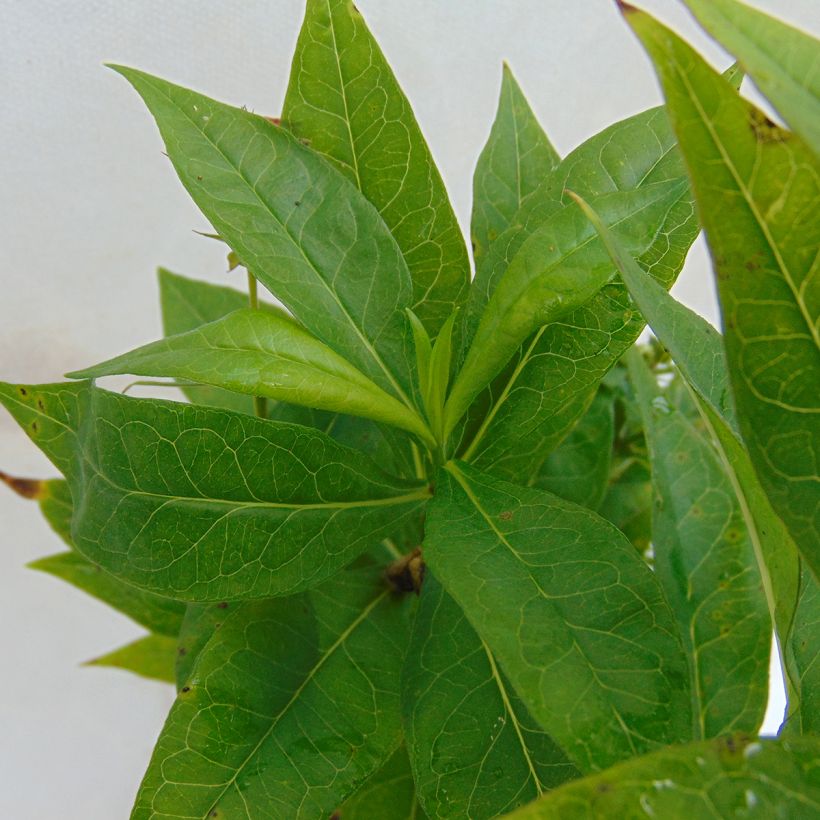Hohe Flammenblume Violet Flame - Phlox paniculata (Laub)