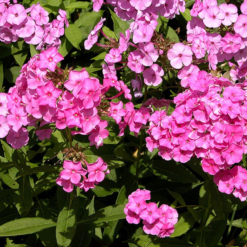 Hohe Flammenblume Windsor - Phlox paniculata (Flowering)