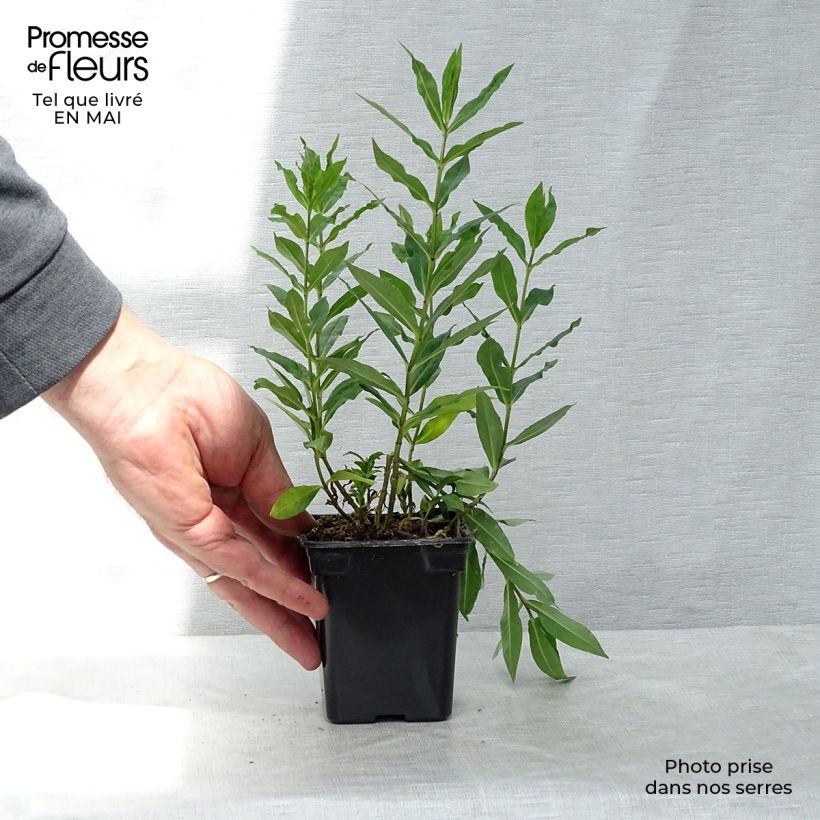 Example of Hohe Flammenblume Windsor - Phlox paniculata Kleine Töpfe von 7/8 cm as you get in printemps