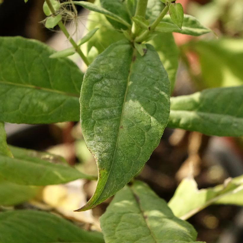 Hohe Flammenblume Younique Bicolor - Phlox paniculata (Laub)