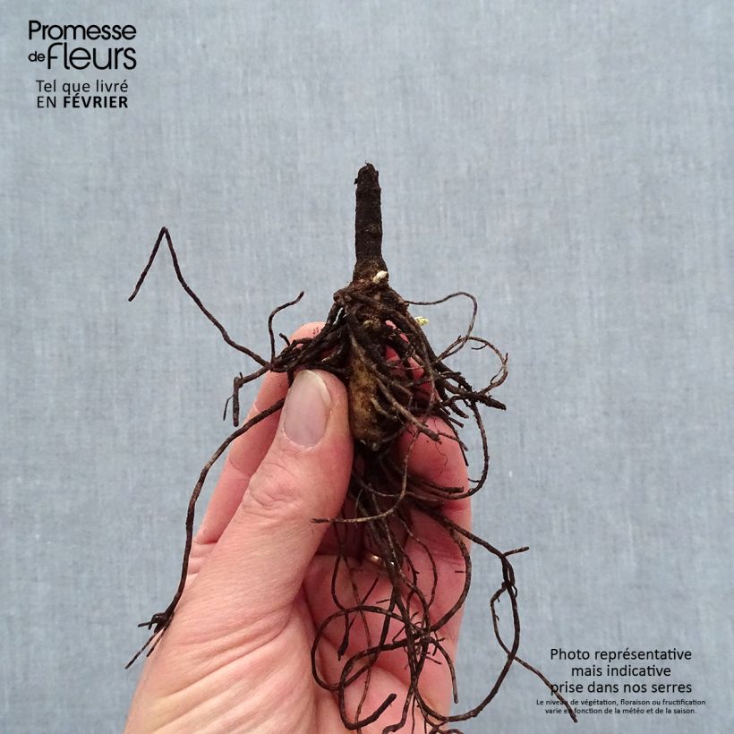 Exemplar von Hohe Flammenblume Younique Old Blue - Phlox paniculata Wurzelnackt wie im Winter geliefert