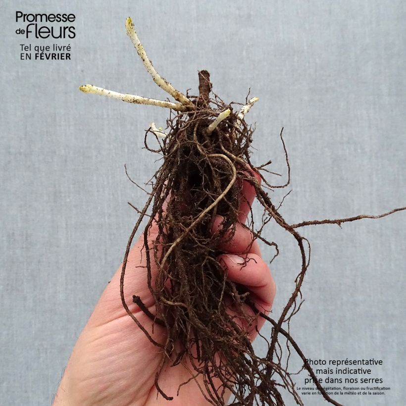 Exemplar von Hohe Flammenblume Younique Trendy - Phlox paniculata Wurzelnackt wie im Winter geliefert