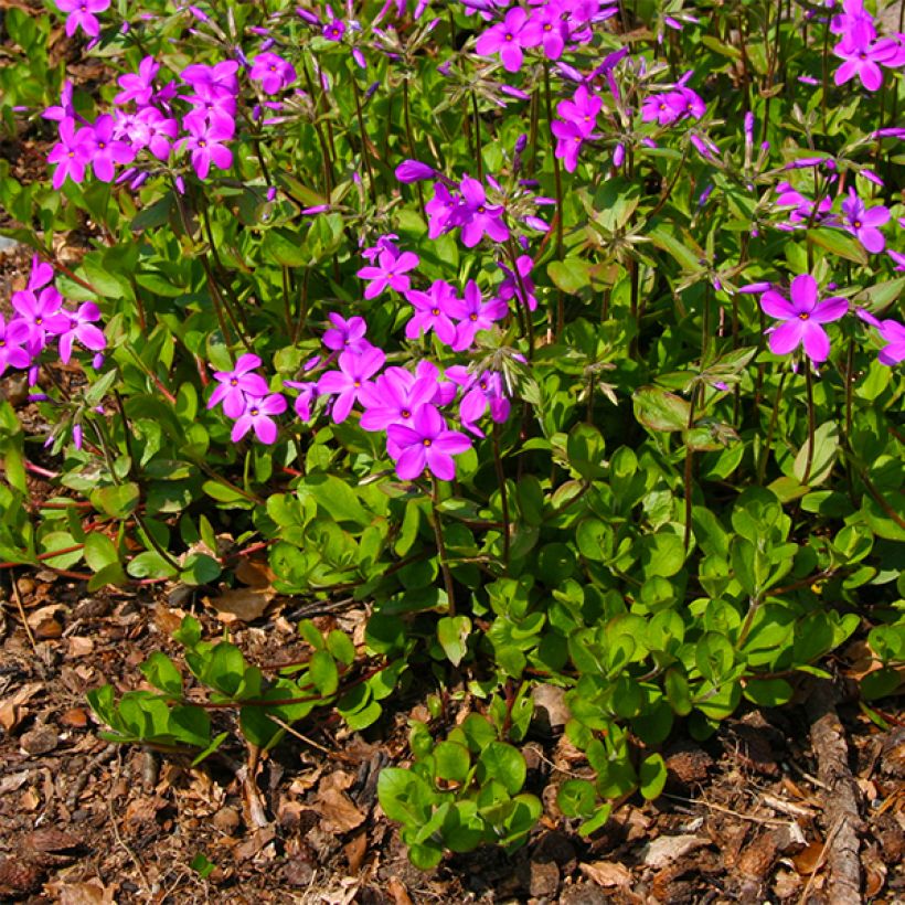 Wander-Phlox Purpurea - Phlox stolonifera (Wuchs)