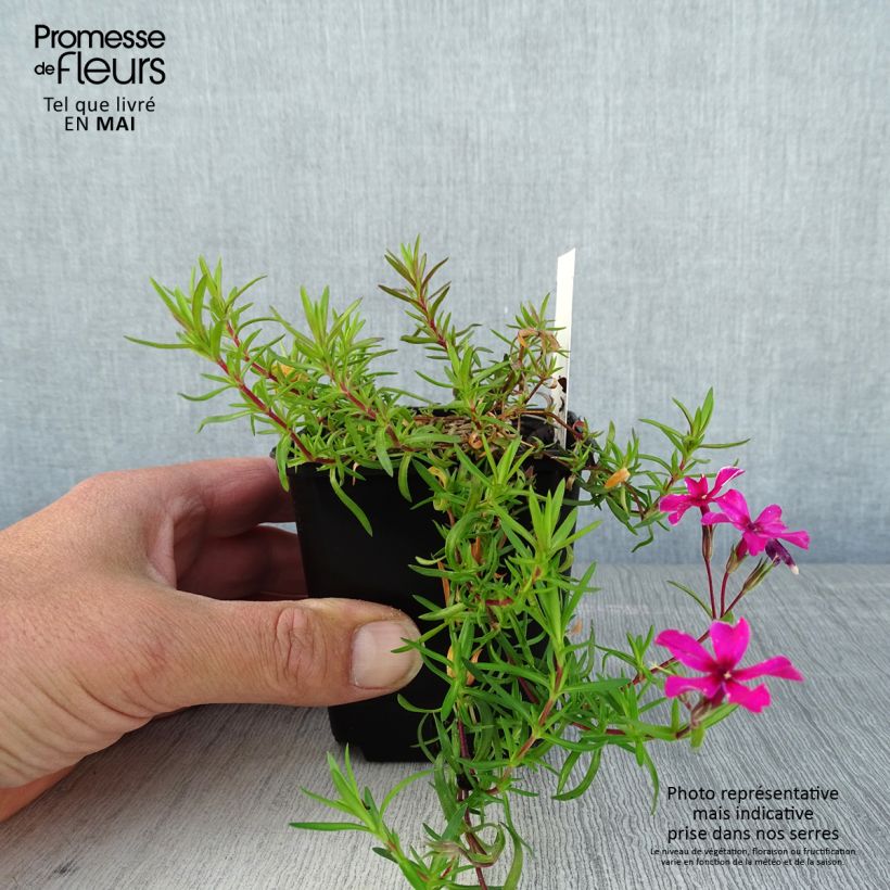 Example of Pfriemenförmiger Phlox Atropurpurea - Phlox subulata Kleine Töpfe von 8/9 cm as you get in printemps