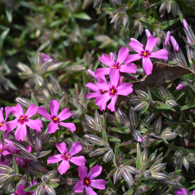 Pfriemenförmiger Phlox Atropurpurea - Phlox subulata (Flowering)