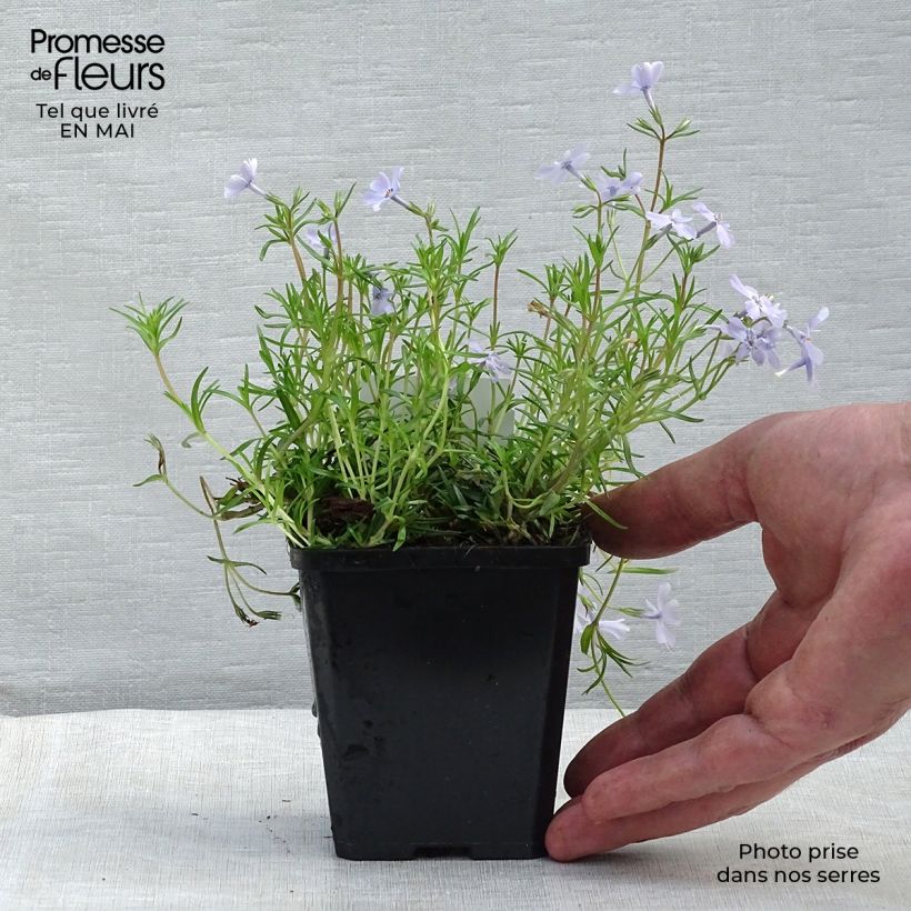 Example of Pfriemenförmiger Phlox Cushion Blue - Phlox subulata Kleine Töpfe von 8/9 cm as you get in printemps