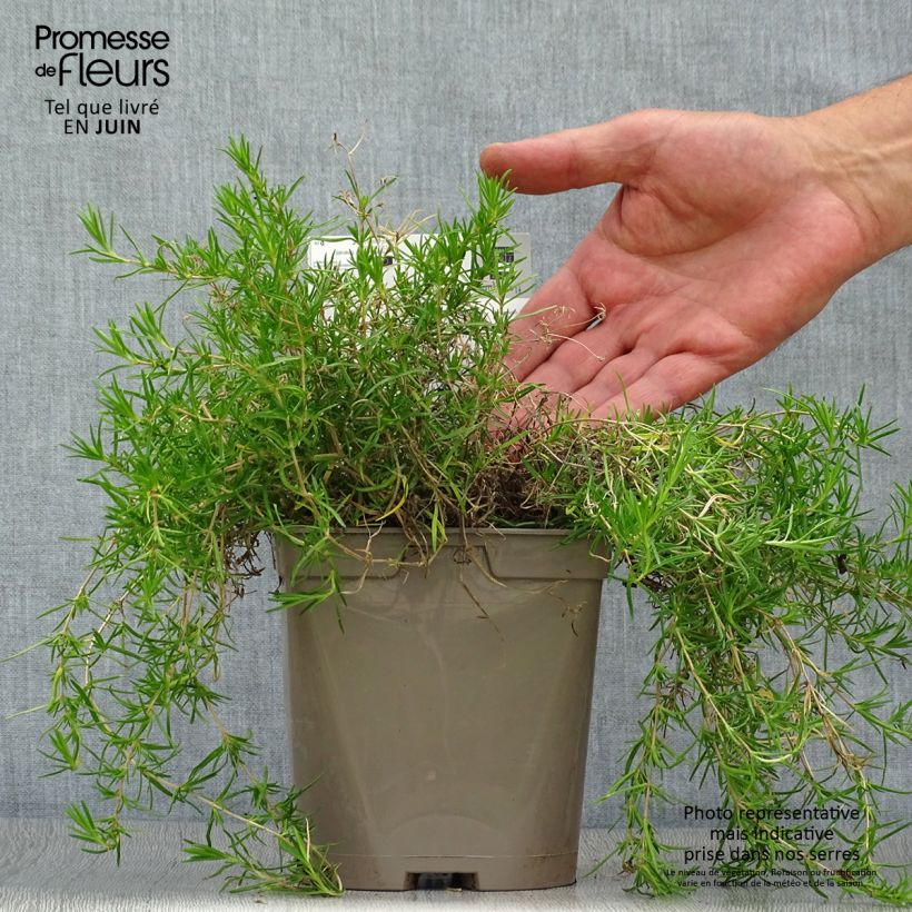 Exemplar von Polsterphlox Cushion Blue - Phlox subulata Topf mit 2L/3L wie im Sommer geliefert