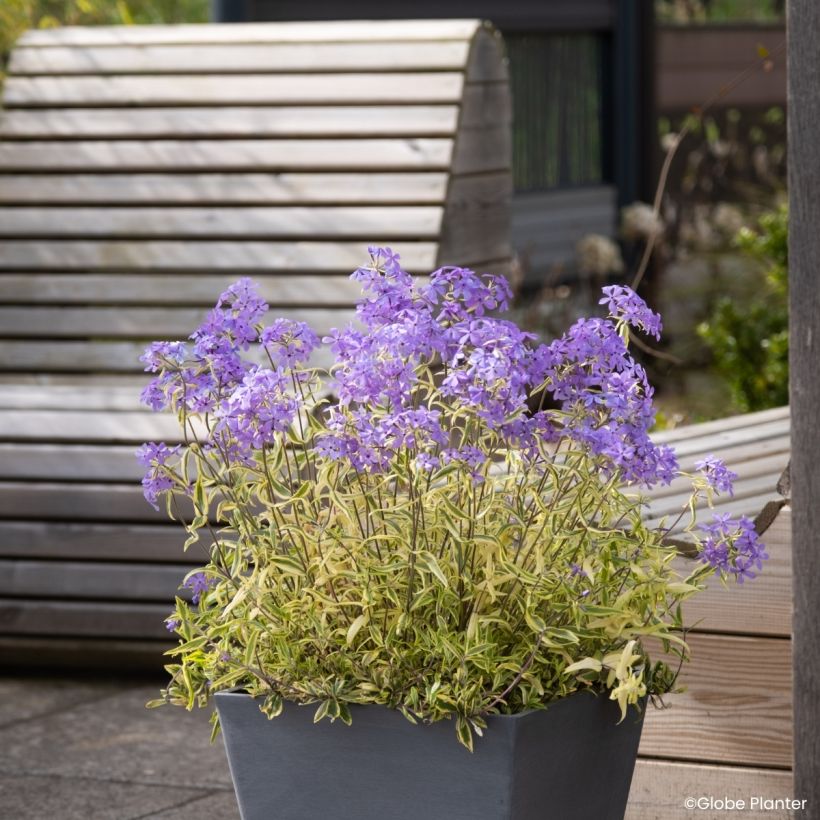Wald-Phlox Blue Ribbons - Phlox divaricata (Wuchs)