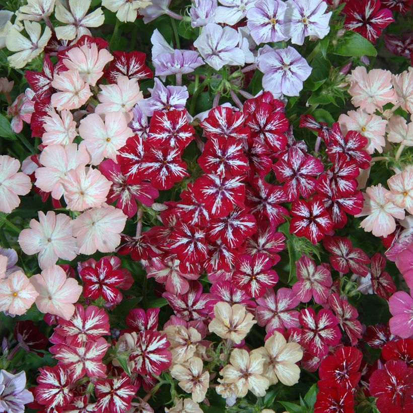 Sommer-Phlox Starry Eyes (Samen) - Phlox (Blüte)
