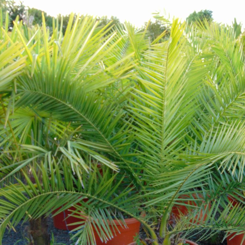 Phoenix canariensis - Kanarische Dattelpalme (Foliage)