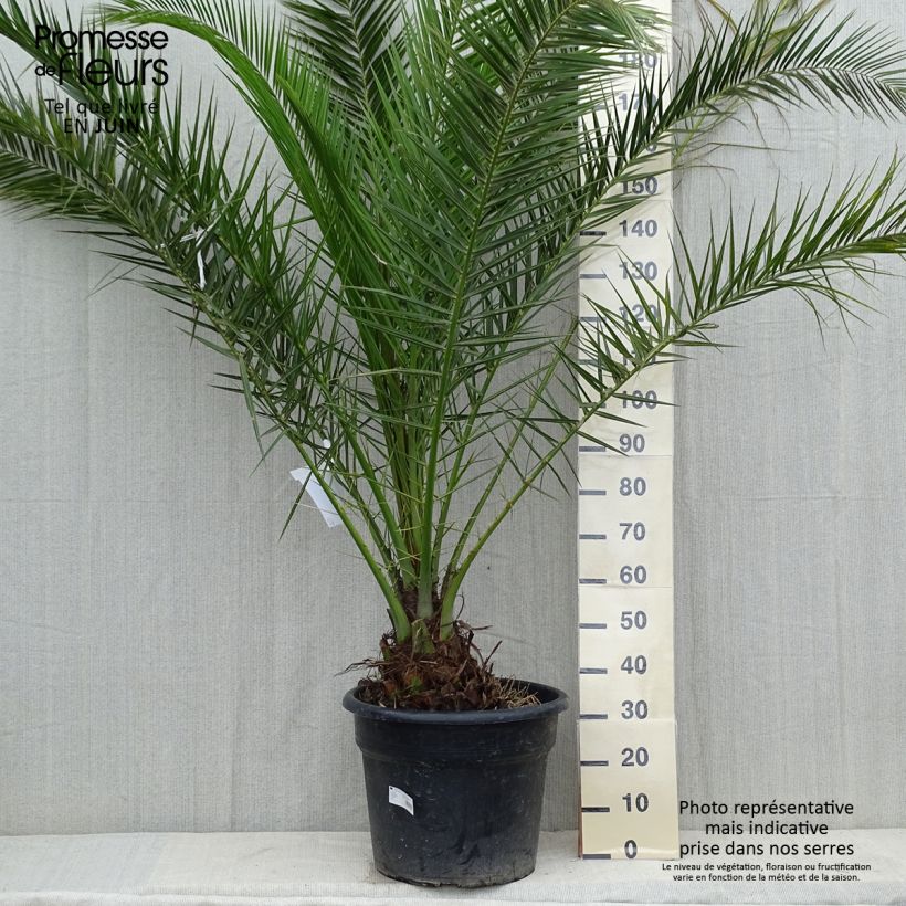 Example of Phoenix canariensis - Kanarische Dattelpalme Topf mit 30L/35L as you get in printemps