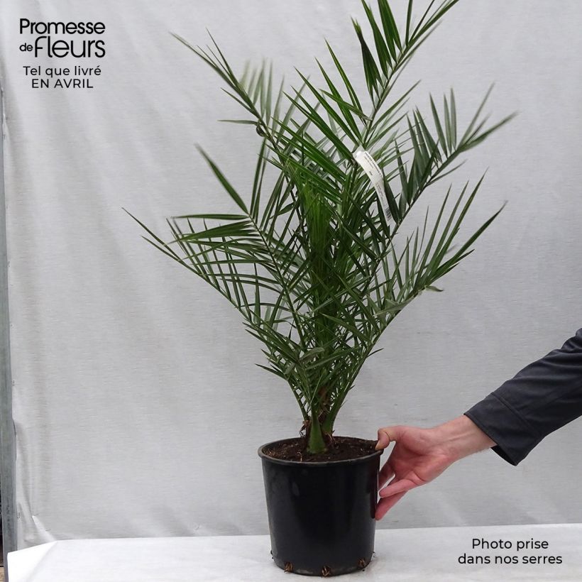 Example of Phoenix canariensis - Kanarische Dattelpalme Topf mit 6L/7L as you get in printemps