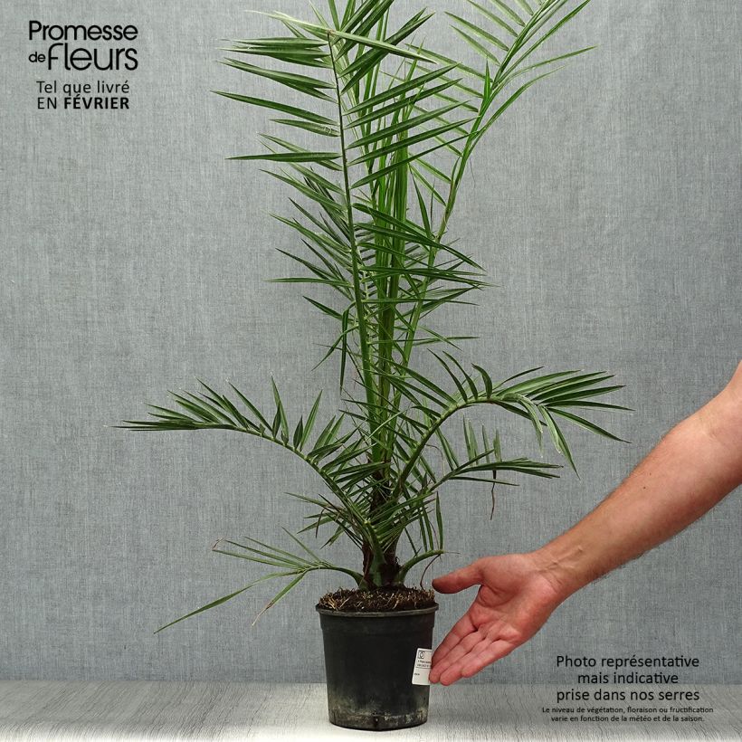 Exemplar von Phoenix canariensis - Kanarische Dattelpalme Topf mit 1L/1,5L wie im Herbst geliefert