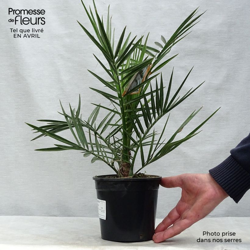 Example of Phoenix canariensis - Kanarische Dattelpalme Topf mit 1L/1,5L as you get in printemps