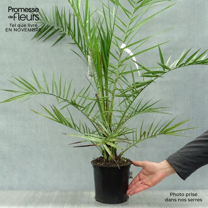 Exemplar von Phoenix canariensis - Kanarische Dattelpalme Topf mit 3L/4L wie im Herbst geliefert
