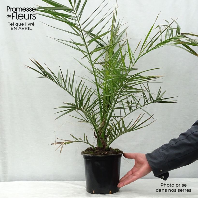Example of Phoenix canariensis - Kanarische Dattelpalme Topf mit 3L/4L as you get in printemps