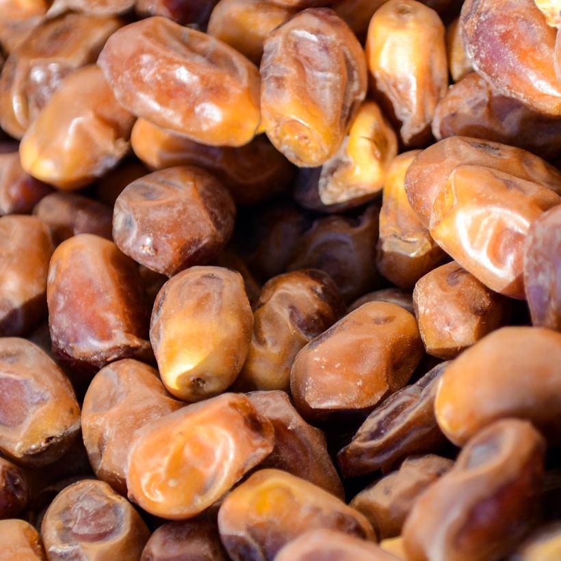 Phoenix dactylifera - Echte Dattelpalme (Harvest)