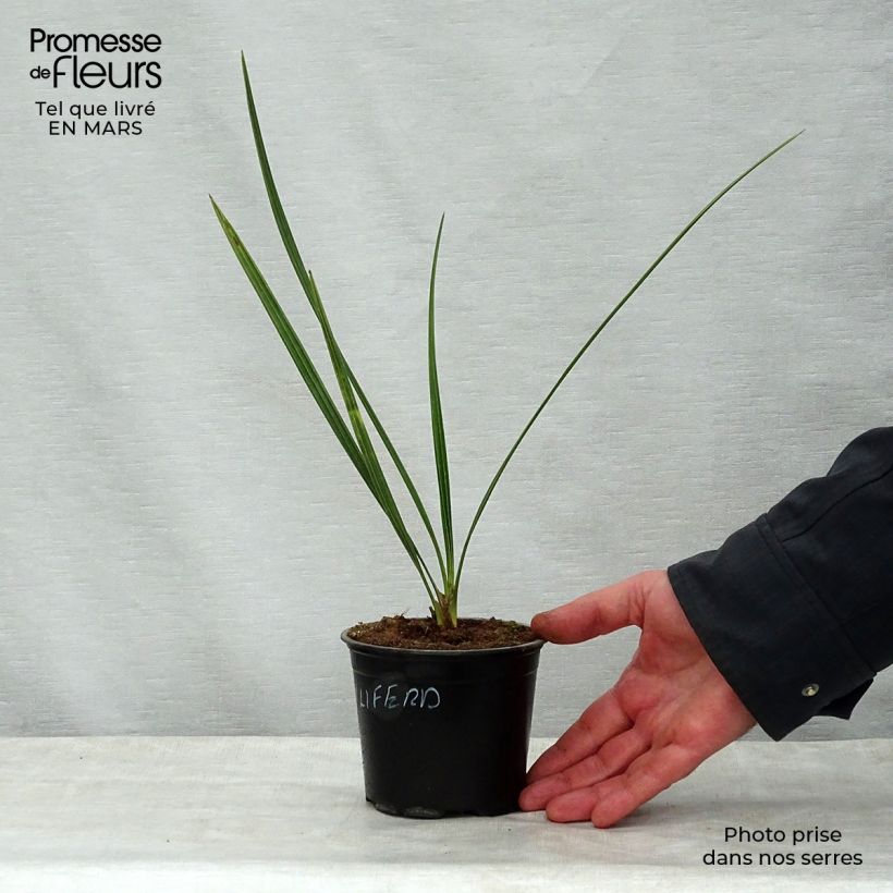 Example of Phoenix dactylifera - Echte Dattelpalme Topf 12 cm / 13 cm as you get in printemps
